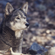 Illustration for article titled North Carolina Wants To Declare Its 100 Wolves Extinct